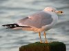 Ring-billed Gull at Westcliff Seafront (Steve Arlow) (74823 bytes) Ring-billed Gull at Westcliff Seafront (Steve Arlow) (74823 bytes)